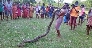 burmese python from bahadur