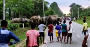 elephant viral video