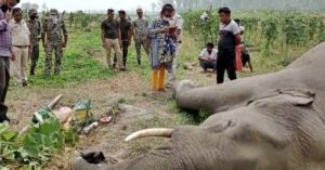 toothed elephant's body in a vegetable field rescued