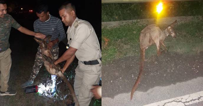 kangaroo rescued from gajoldoba