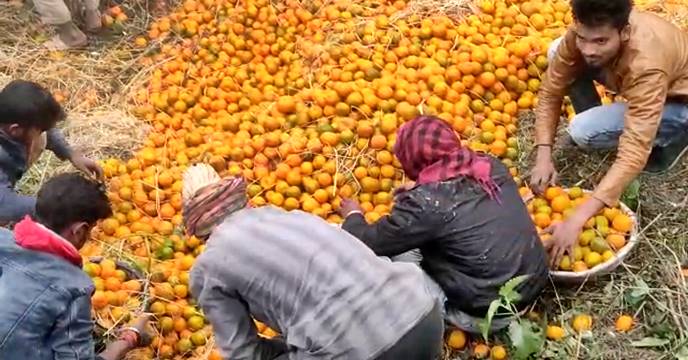 orange truck loaded with orange