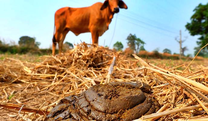 cow dung