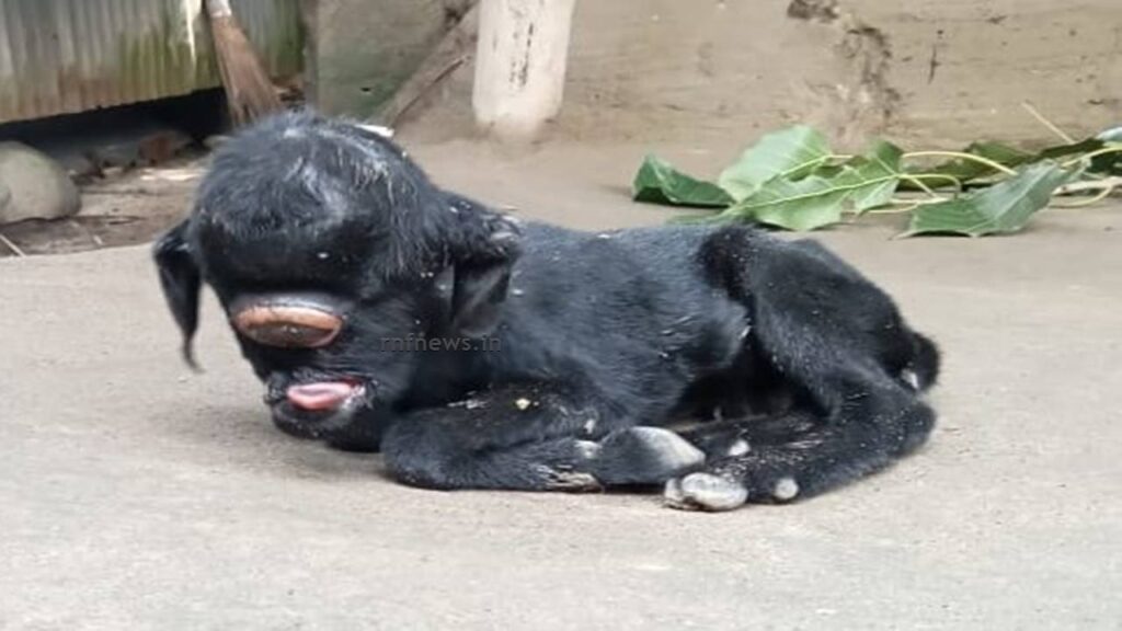 strange-looking-baby-goats-at-rajganj-sardarpara